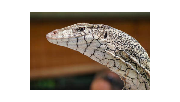 yohimbe是什么药,Yohimbe,究竟是一种什么疗效的药物?