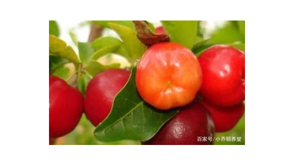 针叶樱桃作用与功效,针叶樱桃的神奇功效,你知道其作用吗?