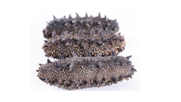 刺参的效果,刺参的效果究竟有多显著?