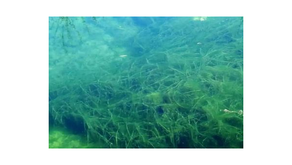 螺旋藻的功效与作用百科,螺旋藻的功效与作用,你了解多少?