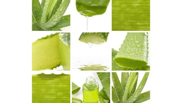 芦荟提取液的作用和功效,芦荟提取液,作用与功效一览