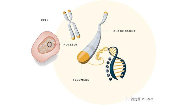 端粒酶有什么功效,端粒酶的功效是什么?