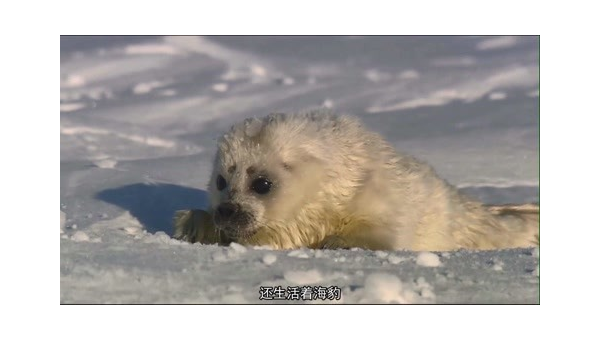 海豹药用功效与作用禁忌,海豹药用功效、作用及禁忌详解