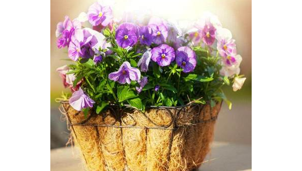 灵芝百合,天然的保健良药 灵芝百合的功效与作用百科