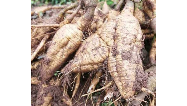 葛根什么作用呢,葛根的多种功效与作用