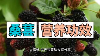 桑葚的功效与作用视频介绍