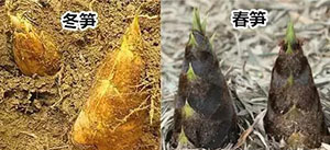 冬笋和春笋的区别，哪种更爽脆可口呢？