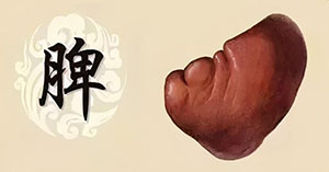 脾虚的症状有哪些，如何鉴别？