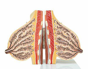 乳腺是什么,乳腺有哪些常见问题？