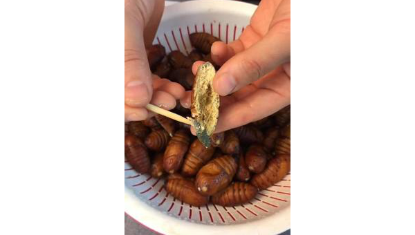蝉蛹的功效与作用 蚕蛹的功效与作用