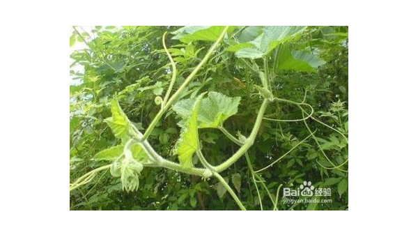 南瓜藤的功效与作用