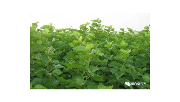 桑叶粉的功效与作用及食用方法