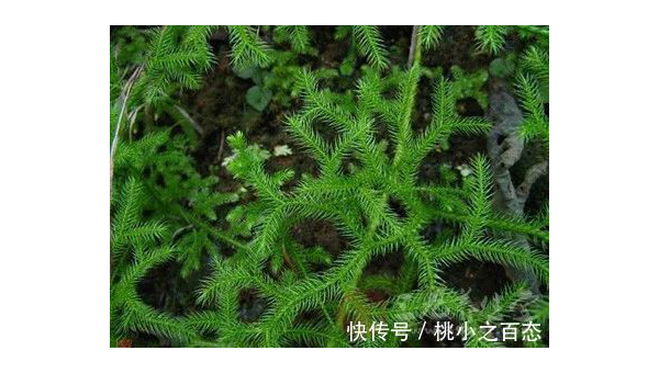 伸筋草透骨草海风藤的功效