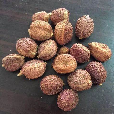 春砂仁的功效与作用及禁忌症 药食同源话春砂