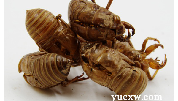 知了的功效与作用及食用方法