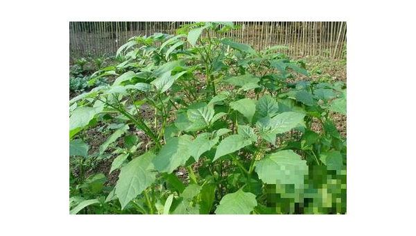 白花菜的功效与作用及食用禁忌及其健康价值