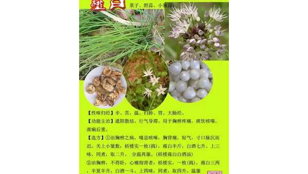 白头公的功效与作用  白头公草药全图