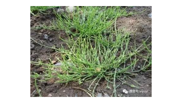 见血青，神奇草药的功效与作用  见血青的别名是什幺