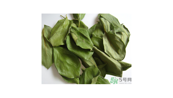 柿子叶的功效与作用及副作用