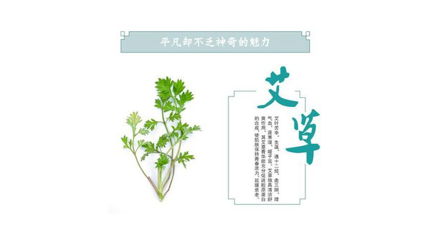 艾蒿的功效与作用有哪些