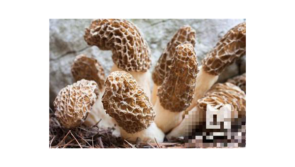 锦华食用菌的功效和作用及禁忌 你了解多少？