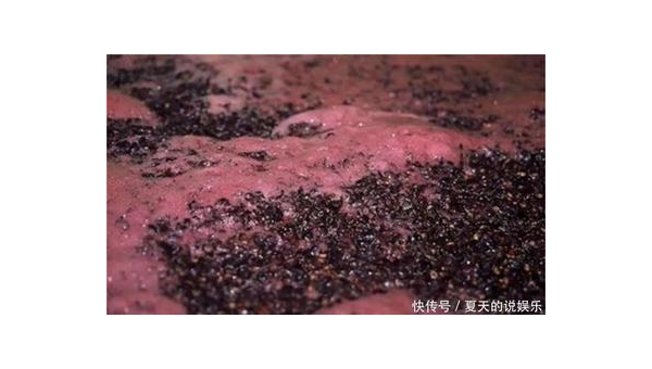 酵母菌的作用，全面解析酵母菌的保健价值 酵母菌的作用与功效