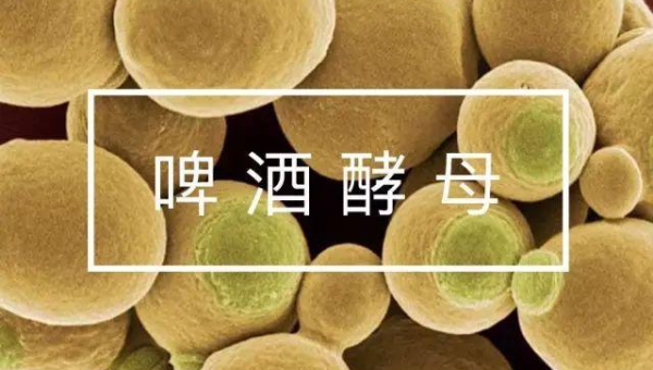 啤酒酵母片的作用与功效及副作用，啤酒酵母片，作用与功效背后，是否隐藏着未知的副作用？