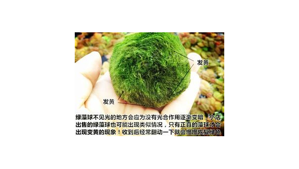 绿藻的作用与功效，绿藻的作用与功效，你了解其所有益处吗？