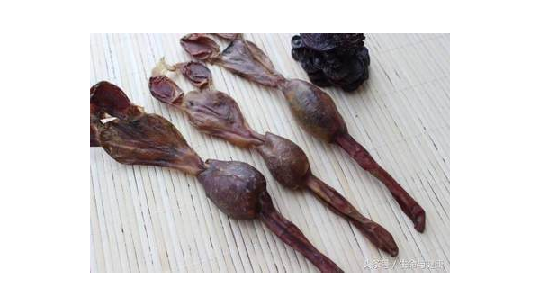 海狗作用与功效是什么，海狗作用与功效，你了解其背后的秘密吗？