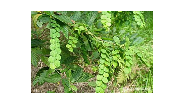 豹子油药用，关于豹子油的药用价值，你了解多少？