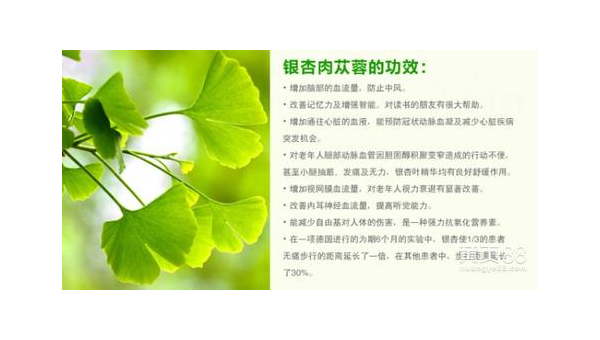 银杏精华的作用与功效，银杏精华，其效用究竟如何？
