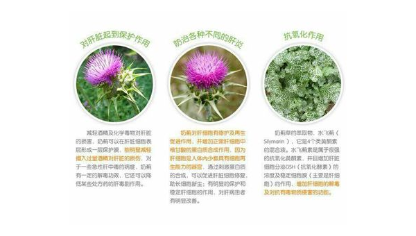 奶蓟提取物作用机制，奶蓟提取物的作用机制是怎样的？