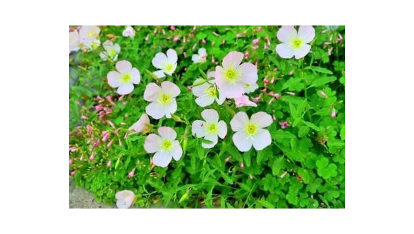 吃月见草有什么副作用，吃月见草会有哪些副作用？