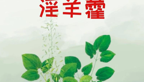 婬羊藿的作用和功效，婬羊藿的神奇功效，你知道它的作用吗？