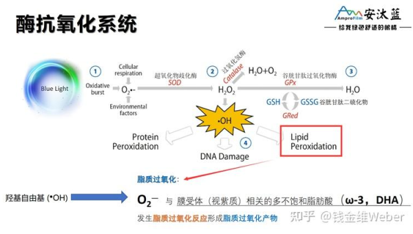 叶黄素副作用和危害，叶黄素，副作用与潜在危害的探讨？