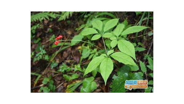 美国野山参的食用方法，关于美国野山参的食用方法，你了解多少？