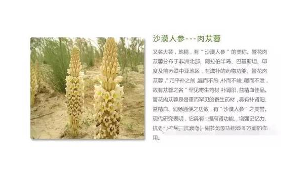 银杏肉苁蓉的功效与作用纽崔莱，银杏肉苁蓉的神奇功效，纽崔莱在其中扮演了怎样的角色？