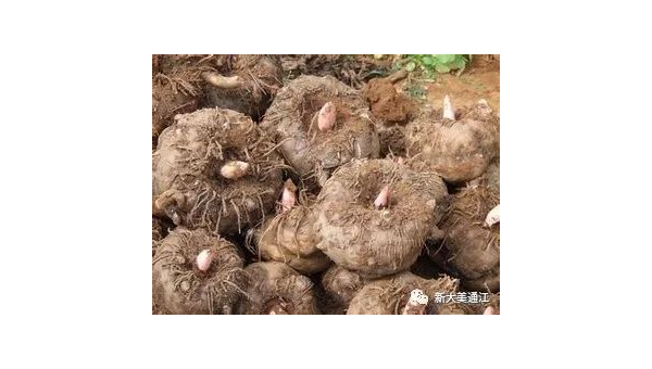 胎羊子作用与功效，胎羊子的作用与功效，你了解其全部的益处吗？