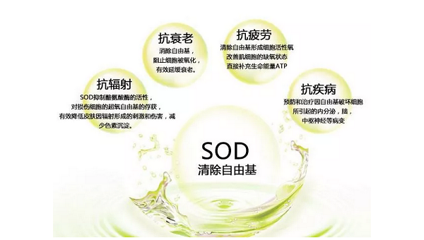 co辅酶q10的作用与功效，co辅酶q10的神奇作用与功效，你了解多少？