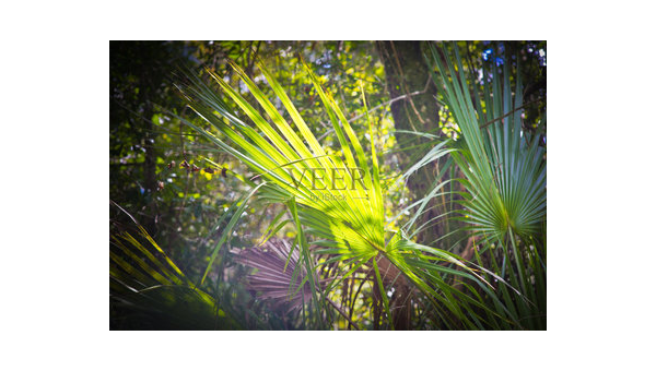 美洲蒲葵的功效与作用，关于美洲蒲葵的神奇功效与作用，你了解多少？