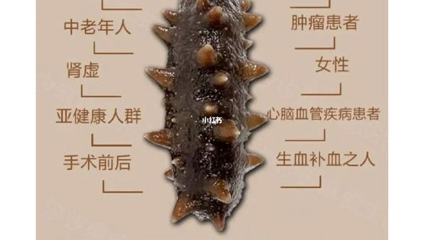 海参的功效作用及适用人群，我应该如何有效地查找和购买海参？