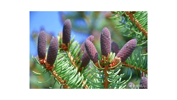 松果功效与作用图片，松果的神奇功效，图片揭示其作用与价值？