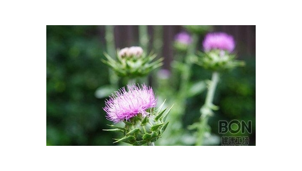奶蓟草的作用与副作用，奶蓟草的作用与副作用，你了解完全了吗？