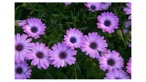紫雏菊副作用有哪些，紫雏菊的副作用及其注意事项