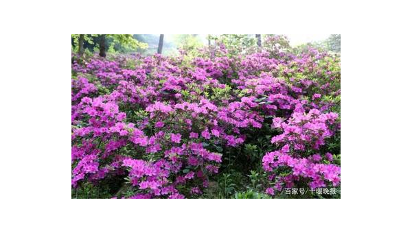 鞭蓉叶的作用与功效，鞭蓉叶，作用与功效揭秘