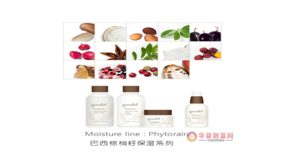 棕树籽的作用与功效 棕树籽的作用与功效