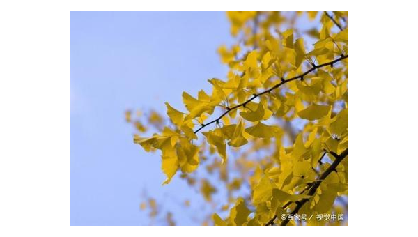 银杏树叶子，自然宝藏的保健作用 银杏树叶子作用与功效