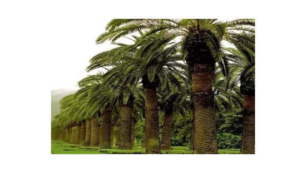 棕榈，天然保健的神奇作用 棕榈作用