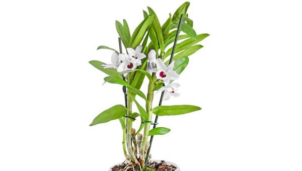 铁皮石斛花精片的作用和价格，铁皮石斛花精片，功效与价格解析