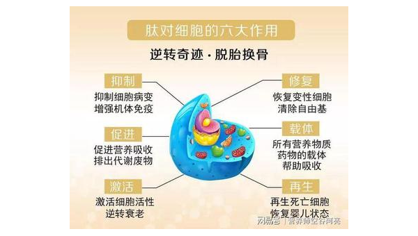 鱼胶原蛋白的功效与作用是什么呢，鱼胶原蛋白，功效与作用解析
